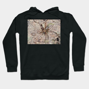 Callobius pictus or similar hacklemesh weaver spider Hoodie